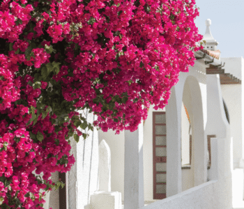 traditionally greek restaurants at the greek club west end