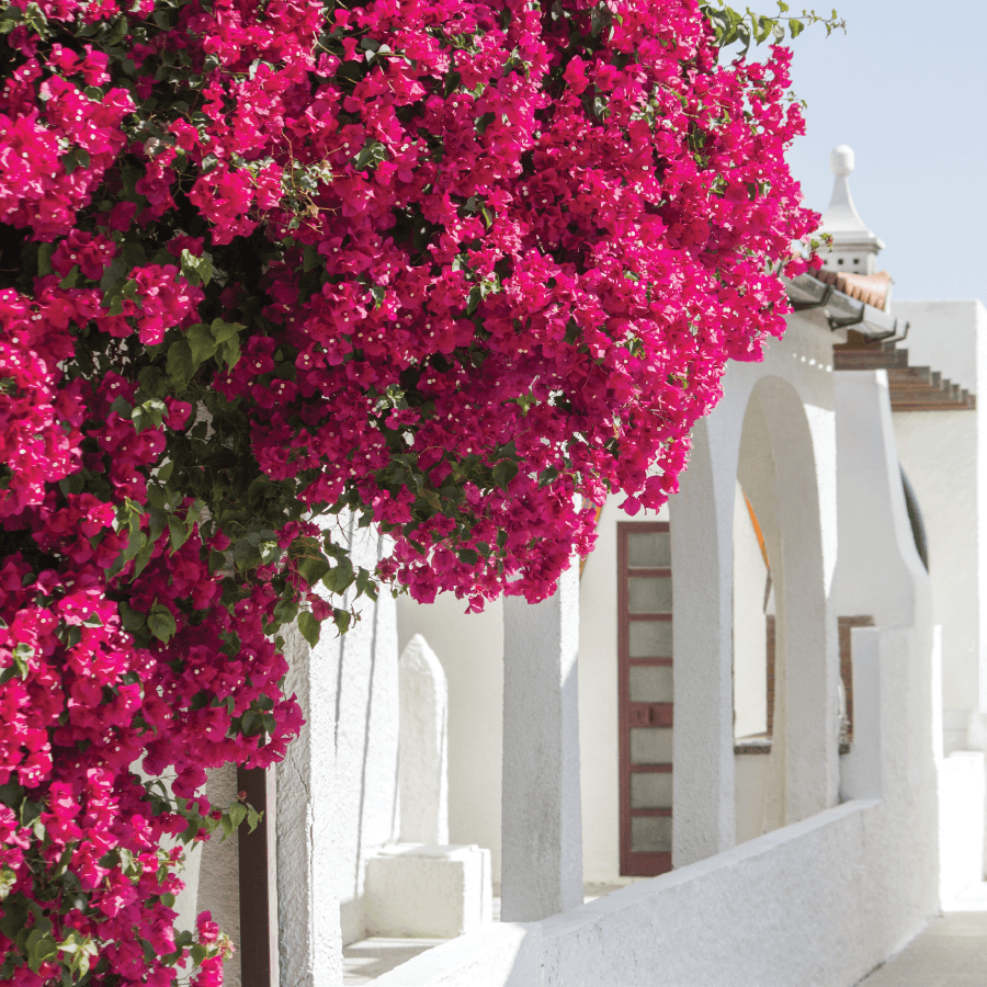 traditionally greek restaurants at the greek club west end